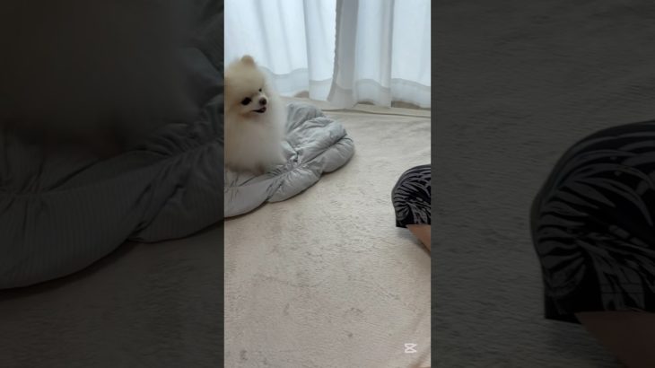 ディズニーのペットウェア(ミニー)を2kgのあずきが着てみたよ🐶