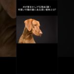 犬が首をかしげる理由3選! 可愛い行動の裏にある深い意味とは？