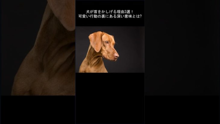 犬が首をかしげる理由3選! 可愛い行動の裏にある深い意味とは？
