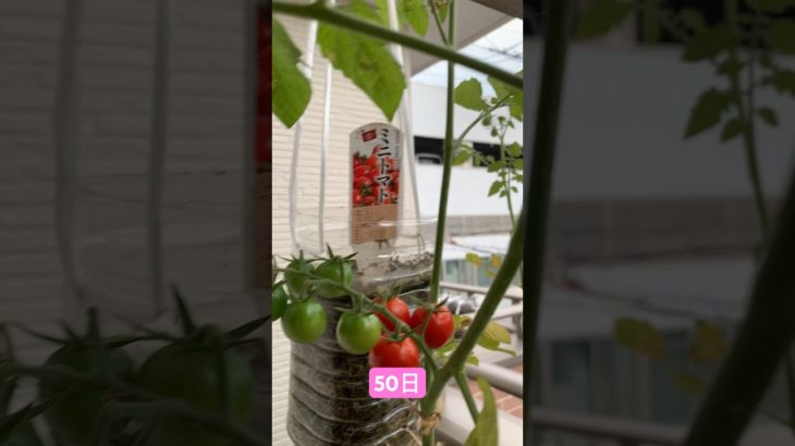 50日目〜56日目 ¥30ミニトマト トリッキーなペットボトル栽培してみた 孤独な青空