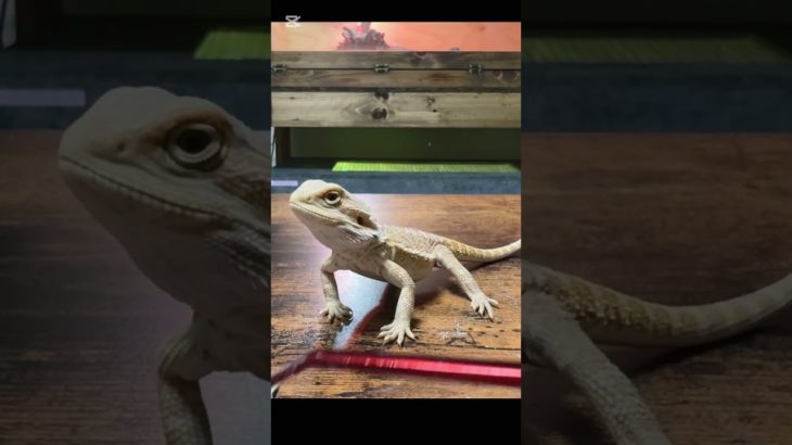 フトアゴ生活9日目 #爬虫類 #フトアゴヒゲトカゲ #reptiles #animals #ペット