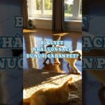 Bí Quyết Nhà Luôn Sạch Sẽ Dù Nuôi Cả Dàn Pet!