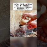 土がなくても育つ⁉ 驚きの ペットボトル栽培術！ わずかなスペースで始める 家庭菜園のススメ #ベランダ栽培 #唐辛子育て方 #リサイクルDIY #エコライフ #ペットボトル再利用