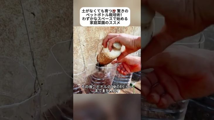 土がなくても育つ⁉ 驚きの ペットボトル栽培術！ わずかなスペースで始める 家庭菜園のススメ #ベランダ栽培 #唐辛子育て方 #リサイクルDIY #エコライフ #ペットボトル再利用