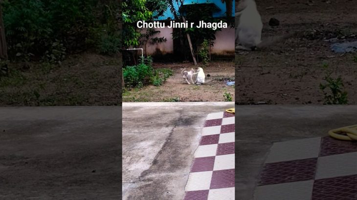 Dujoner Jhagada 😂#ytshorts #youtubeshorts #sumitrapaul pet & nature lover 💞