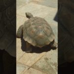 Fast boi!!!! #shorts #turtle #tortoise #new #funny #fastandfurious #video #pet #pets #fyp#fypシ゚viral