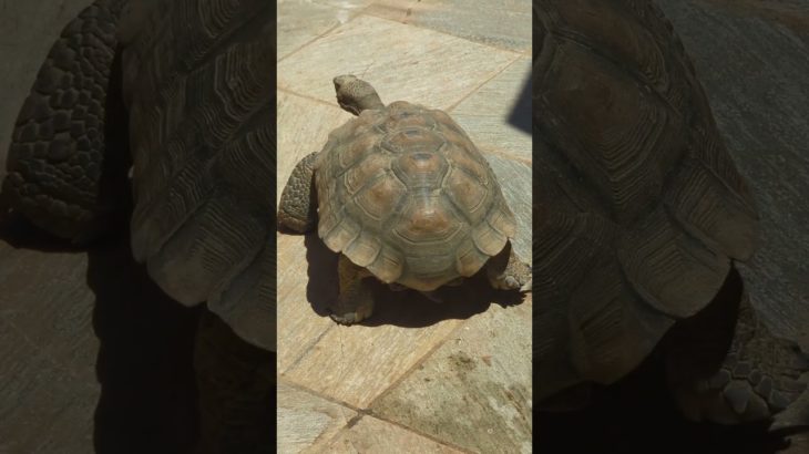 Fast boi!!!! #shorts #turtle #tortoise #new #funny #fastandfurious #video #pet #pets #fyp#fypシ゚viral