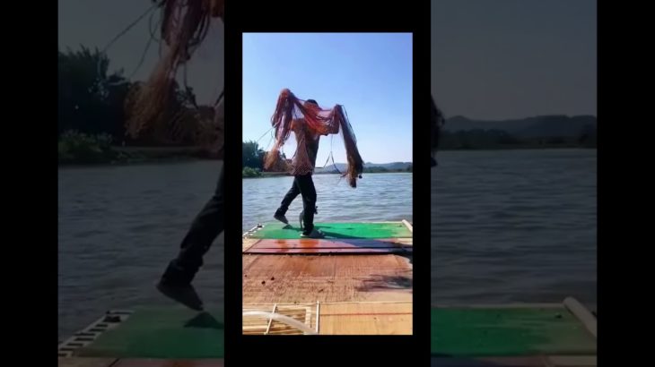 Funny and cute dogs compilation#funnydogs#cute#doglover#doglife#cure#dogshorts#pet#doglife#dogshorts