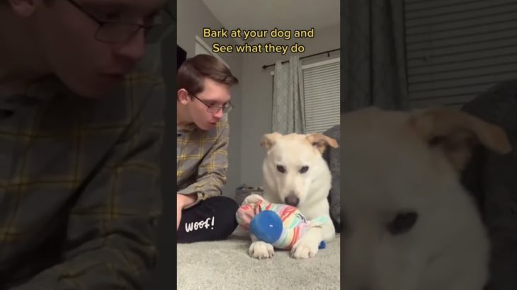 Funny and cute dogs compilation#funnydogs#cute#doglover#doglife#cure#dogshorts#pet#doglife#dogshorts