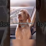 Funny and cute dogs compilation#funnydogs#cute#doglover#doglife#cure#dogshorts#pet#doglife#dogshorts
