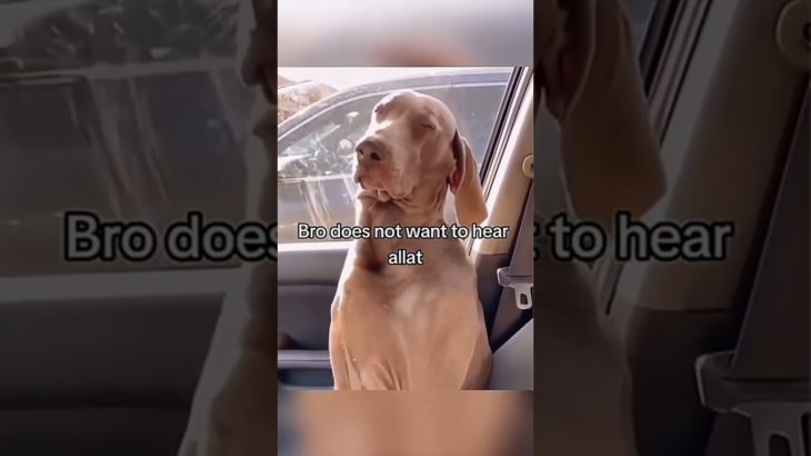 Funny and cute dogs compilation#funnydogs#cute#doglover#doglife#cure#dogshorts#pet#doglife#dogshorts