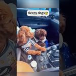 Funny and cute dogs compilation#funnydogs#cute#doglover#doglife#cure#dogshorts#pet#doglife#dogshorts