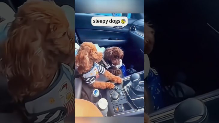 Funny and cute dogs compilation#funnydogs#cute#doglover#doglife#cure#dogshorts#pet#doglife#dogshorts