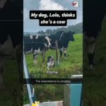 Funny and cute dogs compilation#funnydogs#cute#doglover#doglife#cure#dogshorts#pet#doglife#dogshorts