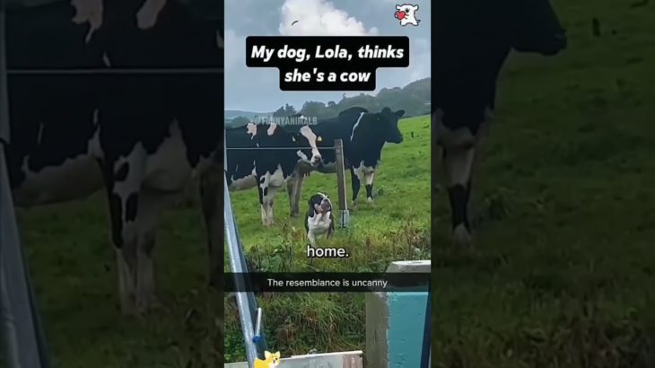 Funny and cute dogs compilation#funnydogs#cute#doglover#doglife#cure#dogshorts#pet#doglife#dogshorts