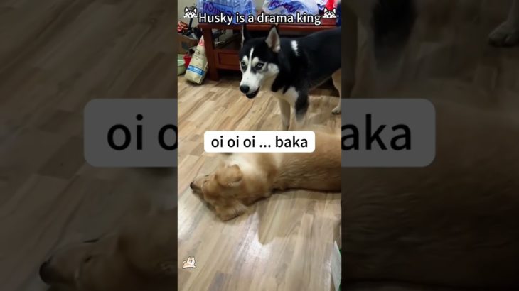 Funny and cute dogs compilation#funnydogs#cute#doglover#doglife#cure#dogshorts#pet#doglife#dogshorts