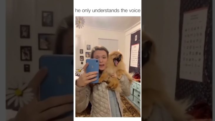 Funny and cute dogs compilation#funnydogs#cute#doglover#doglife#cure#dogshorts#pet#doglife#dogshorts