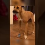 Funny and cute dogs compilation#funnydogs#cute#doglover#doglife#cure#dogshorts#pet#doglife#dogshorts