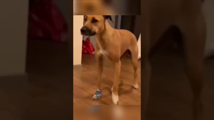 Funny and cute dogs compilation#funnydogs#cute#doglover#doglife#cure#dogshorts#pet#doglife#dogshorts