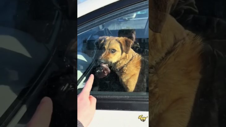 Funny and cute dogscompilation#funnydogs#cute#doglover#doglife#cure#dogshorts#pet#doglife#dogshorts