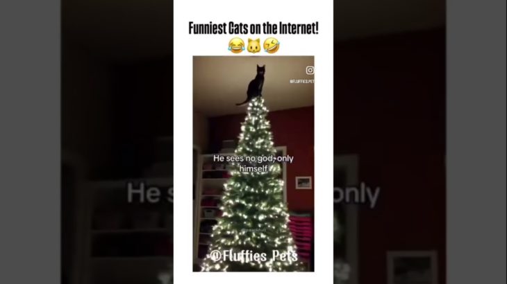 Funny cats videos. Custom pet portraits, pet memorial and painting process videos GulchikArt