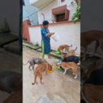 Jay Jagannath #dog#socialwark#adoptstrays#pet#animallife#cute#animals#song#trendingshorts