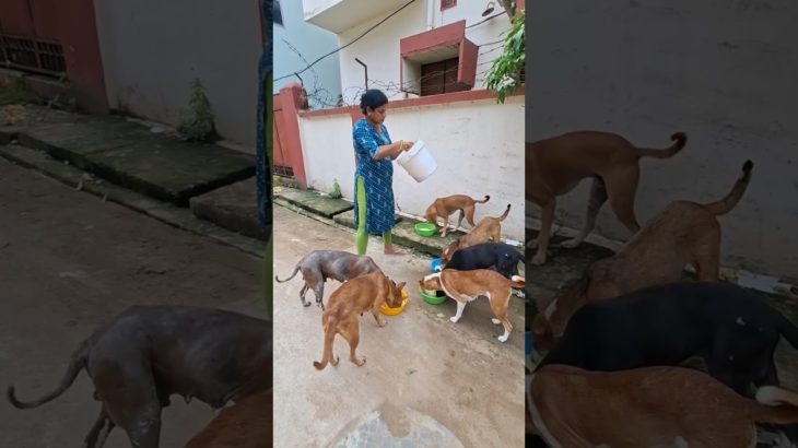 Jay Jagannath #dog#socialwark#adoptstrays#pet#animallife#cute#animals#song#trendingshorts