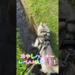 『冷やしハスキーレベルMAX』の姿をぜひご覧ください。