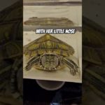 Meet Kuya, my new pet