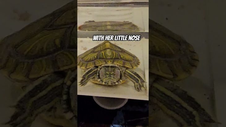 Meet Kuya, my new pet