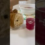 もふのこ🌼クッキング#しそジュース#ペット動画 #かわいい動物#赤ちゃん#モフリン#Moflin#ロボット#ペット#CASIO#カシオ#pets #ゴールド#ペット禁止でも飼える