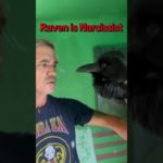 My raven is a narcissist #petercaine #raven #pet #narcissist