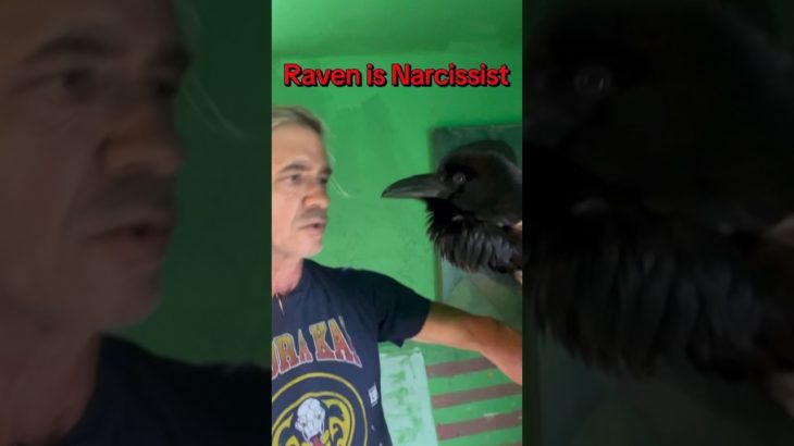My raven is a narcissist #petercaine #raven #pet #narcissist