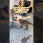 POV: You’re Picking Up Your Pet From Puppy Palace Jax