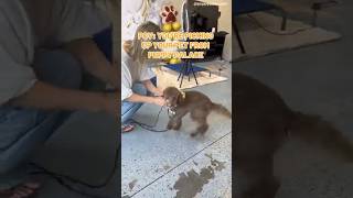 POV: You’re Picking Up Your Pet From Puppy Palace Jax