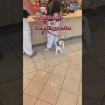 Pet Friendly doesn’t mean free for all… #servicedogs #viral #shorts #petfriendly #dogs #dog