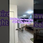 Pet birds also have the right to fly freely| budgies fly | ペットの小鳥にも自由に飛ぶ権利があるべき｜オカメインコ｜宠物鸟也要有飞行的权利