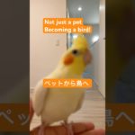 Pet birds also need to fly| Cockatiel fly| ペット鳥にも飛ぶ必要がある｜宠物鸟也需要飞翔