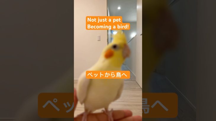 Pet birds also need to fly| Cockatiel fly| ペット鳥にも飛ぶ必要がある｜宠物鸟也需要飞翔