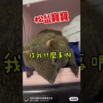 Q寶寶被吵醒..#松鼠寶寶#pets#ペット#애완 동물