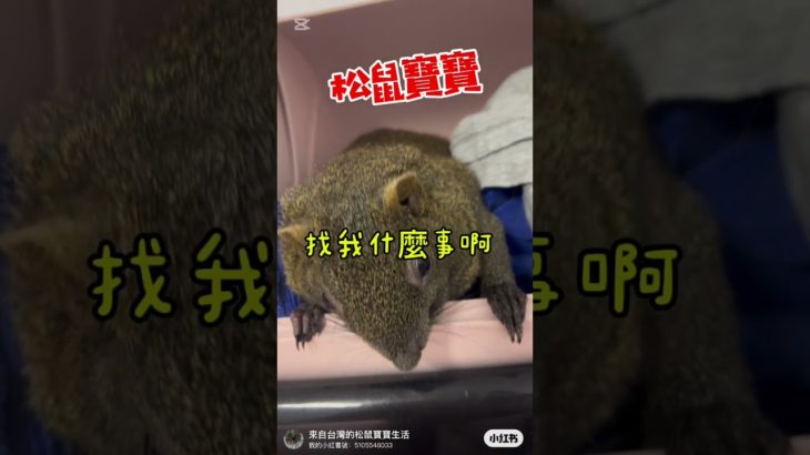 Q寶寶被吵醒..#松鼠寶寶#pets#ペット#애완 동물