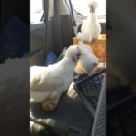 ペットの烏骨鶏 車に乗せたらこうなりましたR13走行中 (蓋が外れてカゴから出てました) #ペット #ペット動画