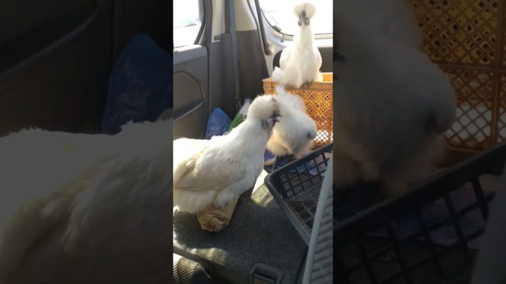 ペットの烏骨鶏 車に乗せたらこうなりましたR13走行中 (蓋が外れてカゴから出てました) #ペット #ペット動画