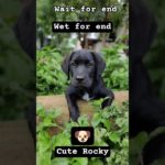 #Rocky #dogesh bhai ki cuteness #आपला रॉकी #pet lover #funny