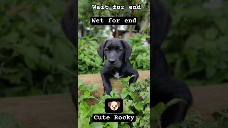 #Rocky #dogesh bhai ki cuteness #आपला रॉकी #pet lover #funny