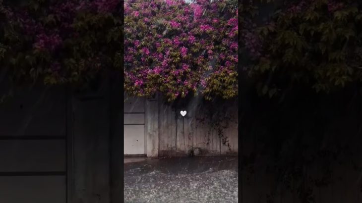 The beauty of rainy weather 🌧🌧