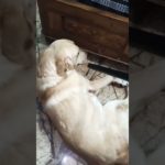 Vaccum se denny saaf😱#dog lover#pet lover#treding#shorts