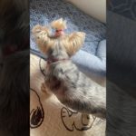 【台湾ニトリで購入】冷たさ長持ちのペットベッド🐶　#ヨークシャーテリア#Yorkshire terrier#約克夏