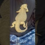 フトアゴヒゲトカゲのペンダント#フトアゴヒゲトカゲ #beardeddragon #かわいい #ペット #cute #pets #reptiles #爬虫類