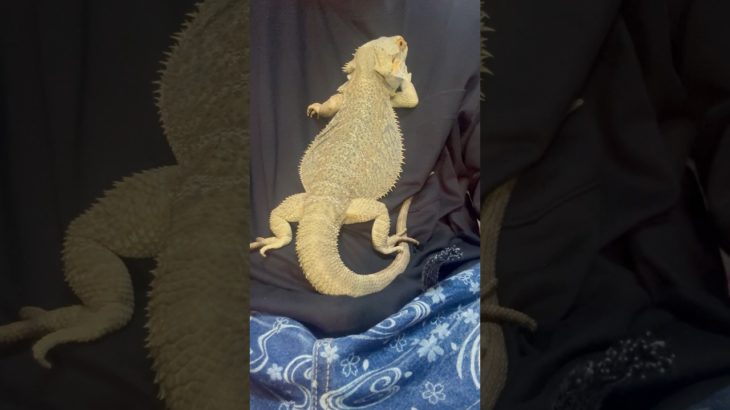フトアゴヒゲトカゲのペンダント#フトアゴヒゲトカゲ #beardeddragon #かわいい #ペット #cute #pets #reptiles #爬虫類